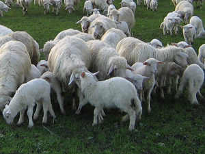 Agnello